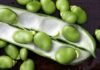 fava beans nutrition, Trend Health