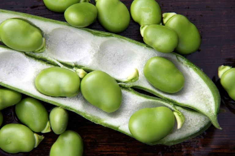 Fava Beans Nutrition Information And Health Benefits