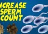 fertility, How to increase sperm count, trend health