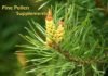 Pine Pollen Supplement, Trend health