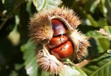 Story of the Chestnut Tree